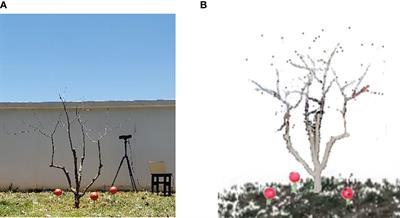 Skeleton extraction and pruning point identification of jujube tree for dormant pruning using space colonization algorithm